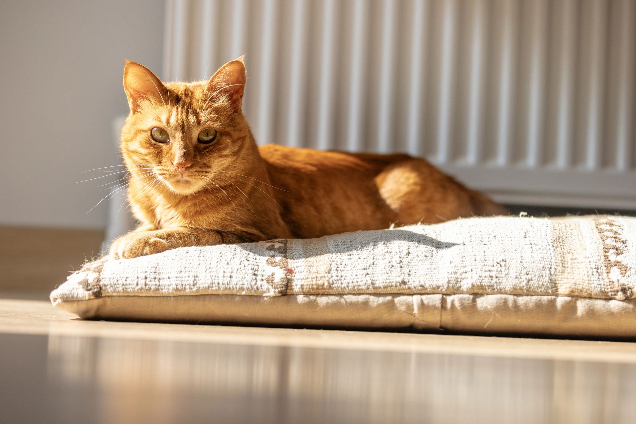 cat at home relaxed
