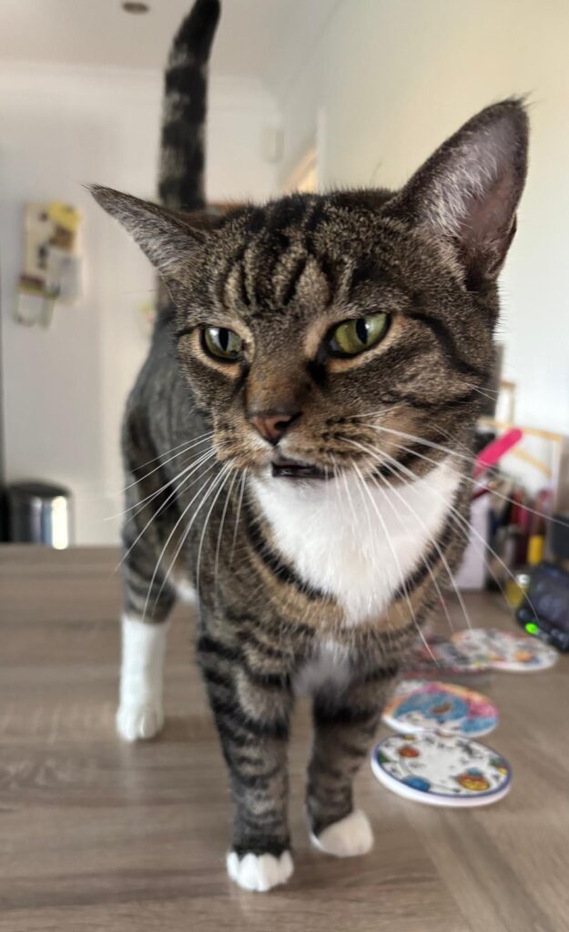 Close-up of a tabby cat with white paws standing on a wooden surface.