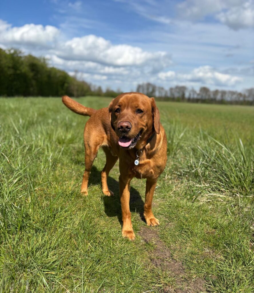 Happy brown dog standing on a grassy path on a sunny day.
